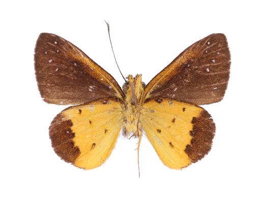 Ceratrichia fako holotype UNS